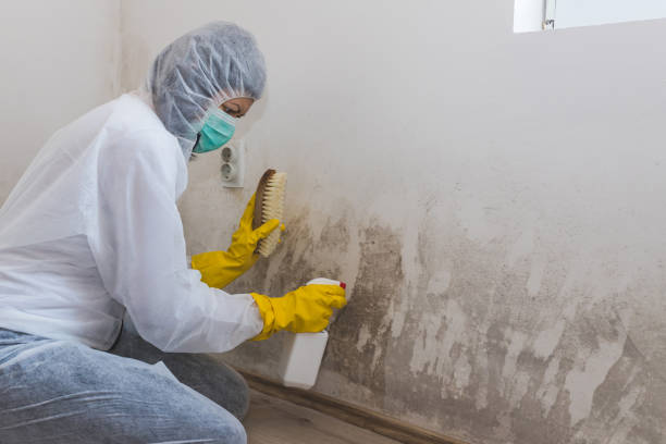 Best Attic Mold Removal  in West Wyomissing, PA