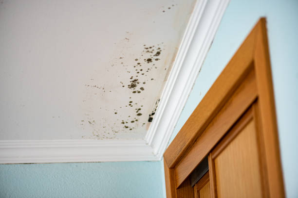 Best Crawl Space Mold Removal  in West Wyomissing, PA