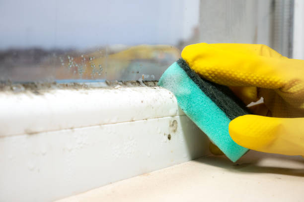 Best Mold Damage Repair  in West Wyomissing, PA