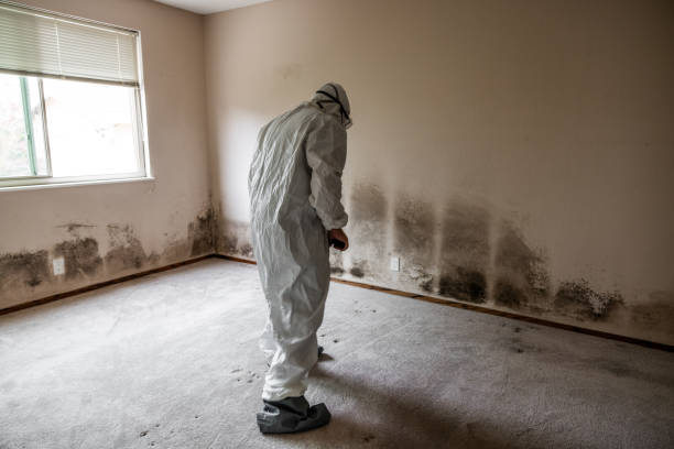 Best Best Mold Removal Companies  in West Wyomissing, PA